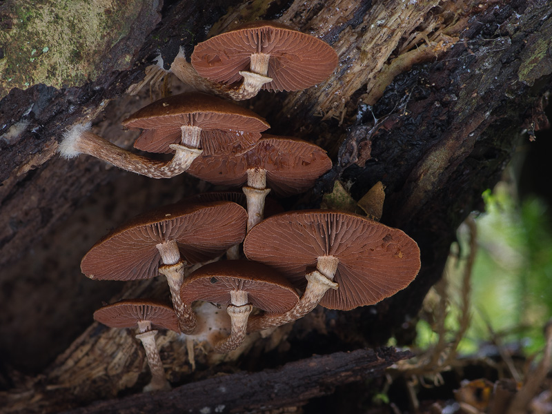 Tubaria confragosa